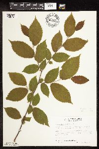Ostrya virginiana image