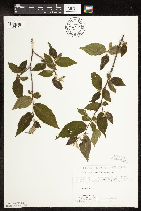 Ostrya virginiana image