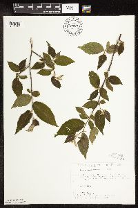 Ostrya virginiana image