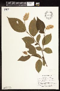 Ostrya virginiana image