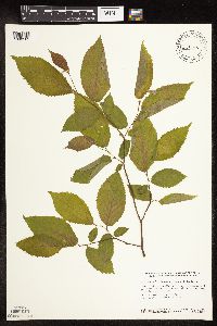Ostrya virginiana image