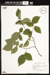 Ostrya virginiana image