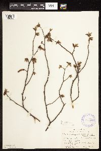 Ostrya virginiana image