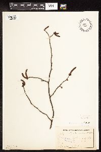 Ostrya virginiana image