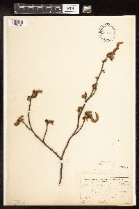 Ostrya virginiana image