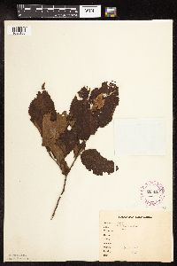 Ostrya virginiana image