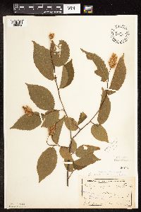 Ostrya virginiana image