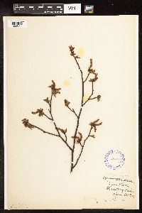 Ostrya virginiana image