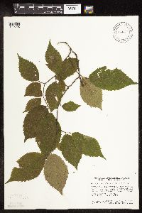 Ostrya virginiana image
