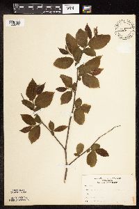 Ostrya virginiana image