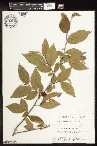 Ostrya virginiana image