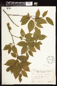 Ostrya virginiana image