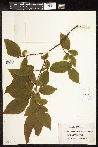 Ostrya virginiana image