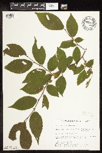 Ostrya virginiana image