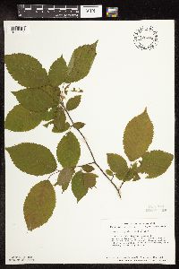 Ostrya virginiana image