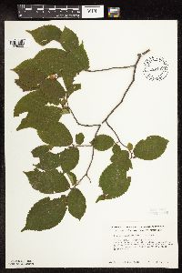 Ostrya virginiana image