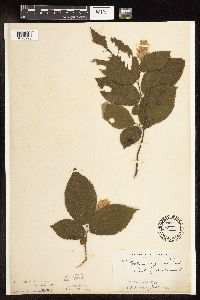Ostrya virginiana image