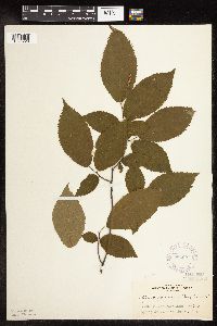 Ostrya virginiana image