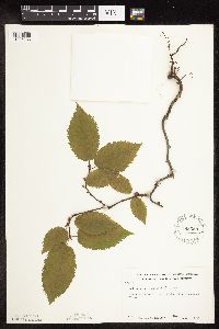 Ostrya virginiana image