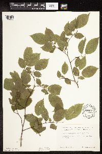 Ostrya virginiana image