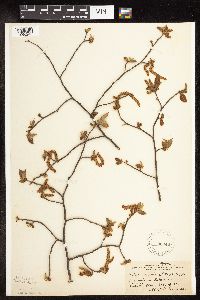Ostrya virginiana image