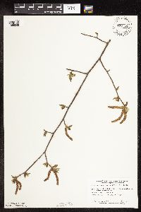 Ostrya virginiana image