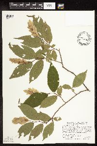 Image Associated With the Occurrence