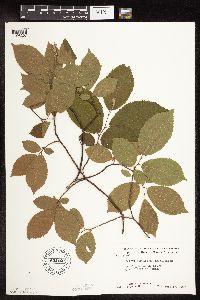 Ostrya virginiana image