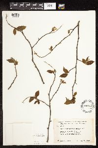 Ostrya virginiana image
