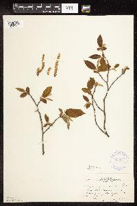 Ostrya virginiana image
