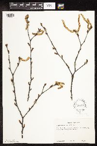 Ostrya virginiana image