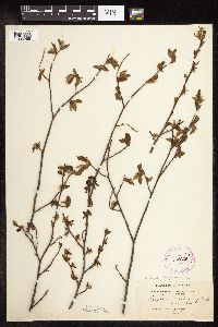 Ostrya virginiana image
