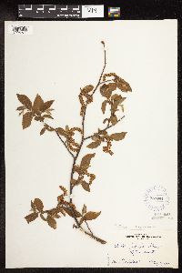 Ostrya virginiana image