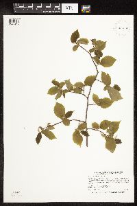 Ostrya virginiana image