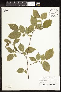 Ostrya virginiana image