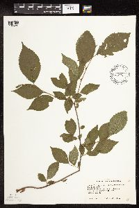 Ostrya virginiana image