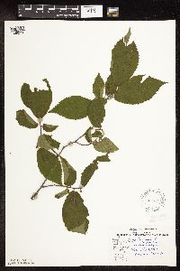 Ostrya virginiana image