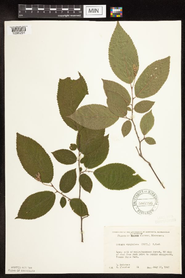 Ostrya virginiana image