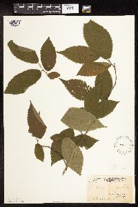 Ostrya virginiana image