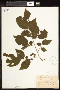 Ostrya virginiana image