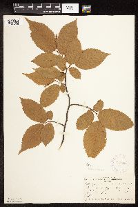 Ostrya virginiana image