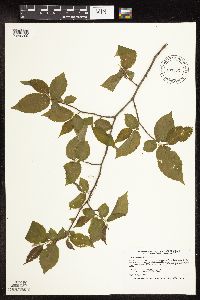 Ostrya virginiana image