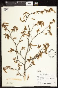 Ostrya virginiana image