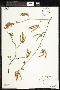 Ostrya virginiana image