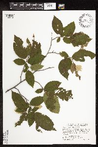 Ostrya virginiana image