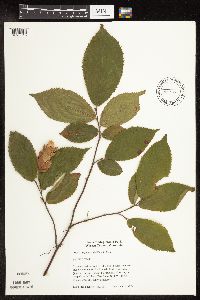 Ostrya virginiana image