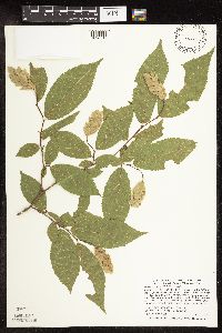 Ostrya virginiana image
