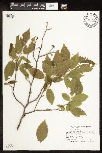 Ostrya virginiana image