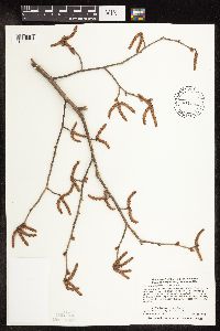 Ostrya virginiana image