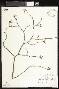 Ostrya virginiana image